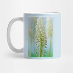 Muscari armeniacum  &#39;Argaei Album&#39;  Grape hyacinth Mug